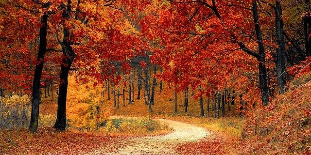 Woodland Footpath in the autumn